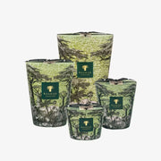 Baobab, Duftkerze Sacred Tree Touba