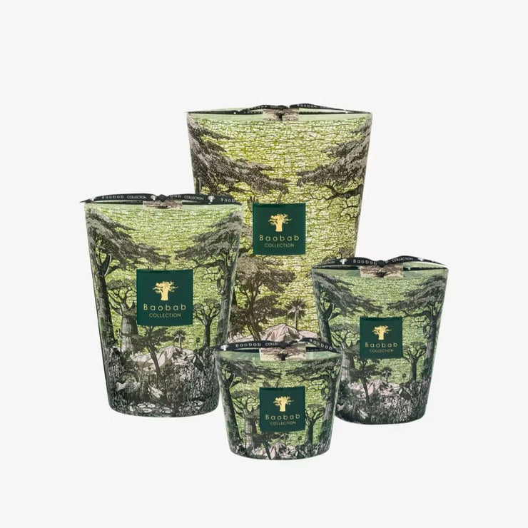 Baobab, Duftkerze Sacred Tree Touba